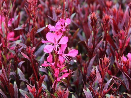 Svíčkovec Lindheimerův 'Gaudi Red' - Gaura lindheimeri 'Gaudi Red'  Gaura lindheimeri 'Gaudi Red'