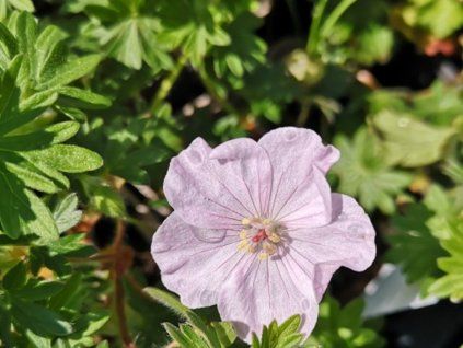 Kakost krvavý 'Apfelblute' - Geranium sanquineum 'Apfelblute'  Geranium sanquineum 'Apfelblute'