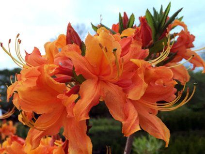 Rododendron  'Encore Orange Crush'  Rhododendron yakushimanum 'Encore Orange Crush'