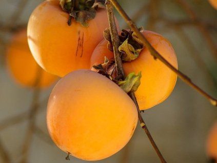 Kaki 'Vanilla' - kontejner  Diospyros kaki 'Vanilla'