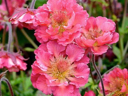 Kuklík hybr. 'Pink Petticoats' - Geum hybr. 'Pink Petticoats'  Geum hybr. 'Pink Petticoats'