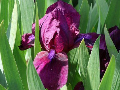 129178 kosatec nizky cherry garden iris barbata nana cherry garden