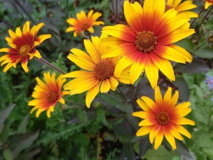 Janeba drsná 'Burning Hearts' - Heliopsis helianthoides 'Burning Hearts'  Heliopsis helianthoides 'Burning Hearts'