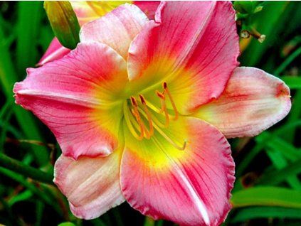 Denivka 'Final Touch' - Hemerocallis 'Final Touch'  Hemerocallis 'Final Touch'
