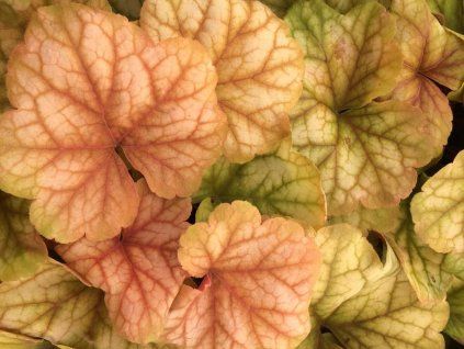 Dlužicha 'Champagne' - Heuchera 'Champagne'  Heuchera 'Champagne'