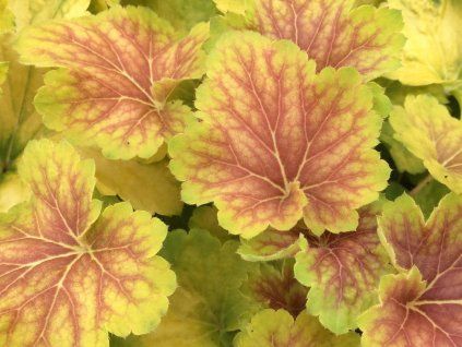 Dlužicha 'Delta Dawn' - Heuchera 'Delta Dawn'  Heuchera 'Delta Dawn'