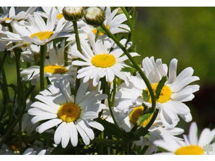 Leucanthemum 'Sweet Daisy Rebecca' (2)