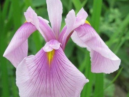 Kosatec Kaempferův 'Rose Queen' - Iris kaempferii 'Rose Queen'  Iris kaempferii'Rose Queen'