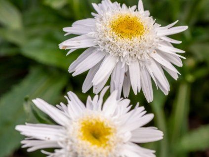 Kopretina 'Wirral Supreme' - Leucanthemum x superbum 'Wirral Supreme'  Leucanthemum x superbum 'Wirral Supreme'