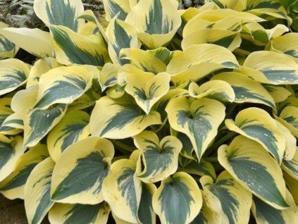 Bohyška 'Autumn Frost' - Hosta 'Autumn Frost'  Hosta 'Autumn Frost'