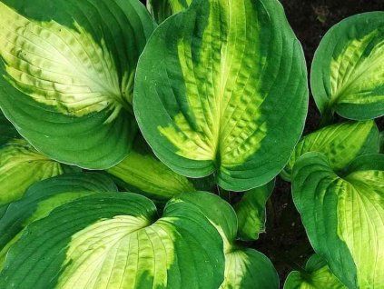Bohyška 'Captain Kirk' - Hosta 'Captain Kirk'  Hosta 'Captain Kirk'