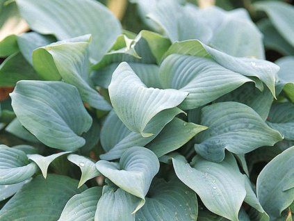 Bohyška 'Fragrant Blue' - Hosta 'Fragrant Blue'  Hosta 'Fragrant Blue'