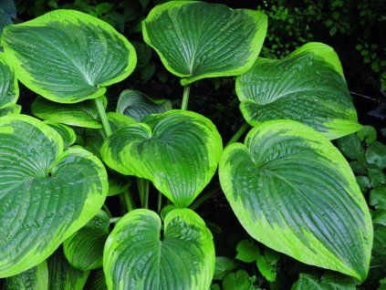 Bohyška 'His Honor' - Hosta 'His Honor'  Hosta 'His Honor'