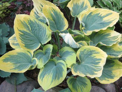 Bohyška 'Ivory Coast' - Hosta 'Ivory Coast'  Hosta 'Ivory Coast'