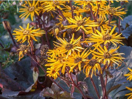 Popelivka zoubkovaná 'Dark Beauty' - Ligularia dentata 'Dark Beauty'  Ligularia dentata 'Dark Beauty'