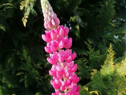 Lupina Nanus Russell 'Gallery Rose' - Lupinus Nanus Russell 'Gallery Rose'  Lupinus Nanus Russell 'Gallery Rose'
