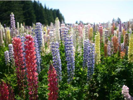 Lupina mnoholistá 'Mix barev' - Lupinus polyphyllus 'Mix barev'  Lupinus polyphyllus 'Mix barev'