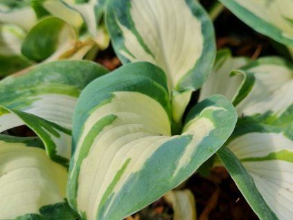 Bohyška Sieboldova 'Hans' - Hosta Sieboldova 'Hans'  Hosta Sieboldova 'Hans'