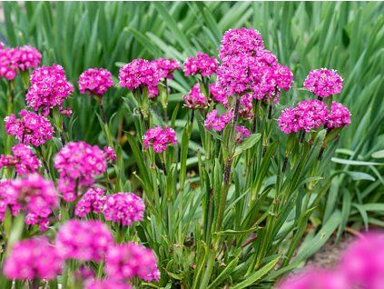 Kohoutek obecný 'Lollipop Pink'- Lychnis viscaria 'Lollipop Pink'  Lychnis viscaria 'Lollipop Pink'
