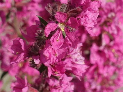 Kyprej vrbice 'Pink Blush' - Lythrum salicaria 'Pink Blush'  Lythrum salicaria 'Pink Blush'