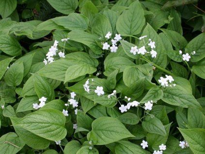Pupkovec jarní 'Alba' - Omphalodes verna 'Alba'  Omphalodes verna 'Alba'