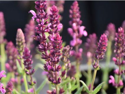Šalvěj hajní 'Pink Friesland' - Salvia nemorosa 'Pink Friesland'  Salvia nemorosa 'Pink Friesland'