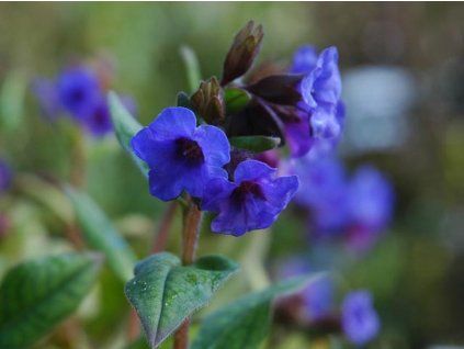 Plicník 'Blue Ensign' - Pulmonaria 'Blue Ensign'  Pulmonaria 'Blue Ensign'