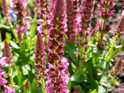 Šalvěj hajní 'Sensation Medium Rose' - Salvia nemorosa 'Sensation Medium Rose'  Salvia nemorosa 'Sensation Medium Rose'