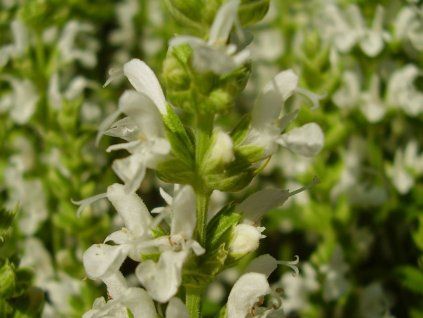 Šalvěj hajní 'Sensation® Medium White' - Salvia nemorosa 'Sensation® Medium White'  Salvia nemorosa 'Sensation® Medium White'