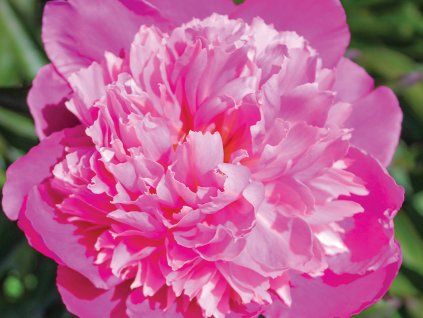 Pivoňka čínská 'Mme Emile Debatene' - Paeonia lactiflora 'Mme Emile Debatene'  Paeonia lactiflora 'Mme Emile Debatene'