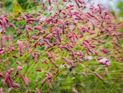 Krvavec toten 'Pink Tanna' - Sanguisorba officinalis 'Pink Tanna'  Sanguisorba officinalis 'Pink Tanna'