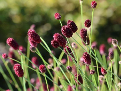 Krvavec toten 'Proud Mary' - Sanguisorba officinalis 'Proud Mary'  Sanguisorba officinalis 'Proud Mary'
