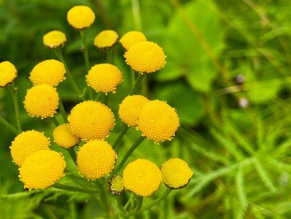 Vratič obecný - Tanacetum vulgare  Tanacetum vulgare