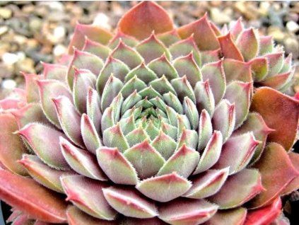 Netřesk x hybr. 'Rosa Madchen' - Sempervivum x hybr. 'Rosa Madchen'  Sempervivum x hybr. 'Rosa Madchen'