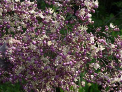 Žluťucha 'Elin' - Thalictrum 'Elin'  Thalictrum 'Elin'