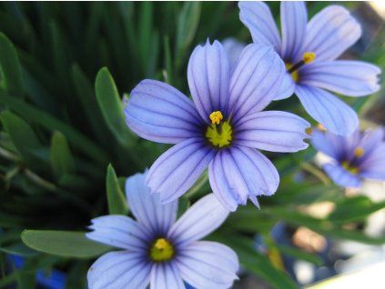 Badil úzkolistý - Sisyrinchium angustifolium  Sisyrinchium angustifolium