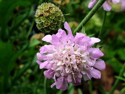 Hlaváč japonský  'Pink Diamonds' - Scabiosa japonica ' Pink Diamonds'  Scabiosa japonica ' Pink Diamonds'
