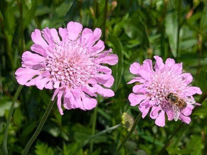 Hlaváč fialový 'Pink Mist' - Scabiosa columbaria 'Pink Mist'  Scabiosa columbaria 'Pink Mist'