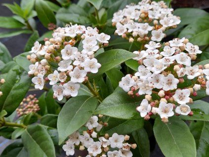 Kalina vavřínová  Viburnum tinus