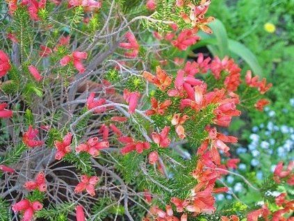 Vřesovec oatesii  Erica oatesii