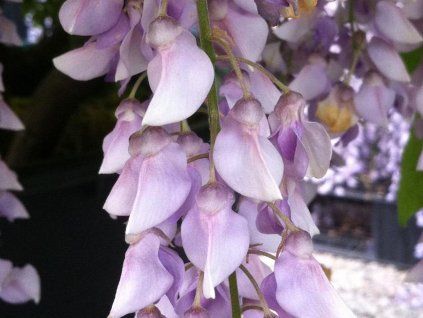 Vistárie velkokvětá 'Aunt Dee'  Wisteria macrostachya 'Aunt Dee'