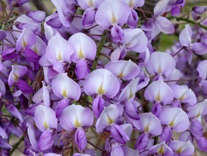 Vistárie čínská Grande Diva 'Barbara'  Wisteria sinensis Grande Diva 'Barbara'