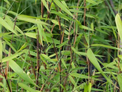 Fargesia murieliae 'Winter Black'/Bambus  Fargesia murieliae 'Winter Black'