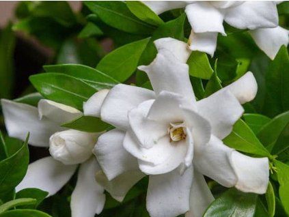 Gardénie jasmínovitá 'Fool Proof'  Gardenia jasminoides 'Fool Proof'