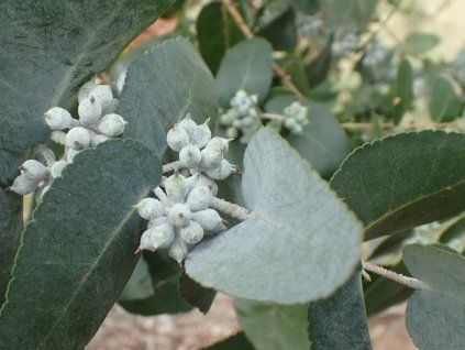 Blahovičník crenulata  Eucalyptus crenulata