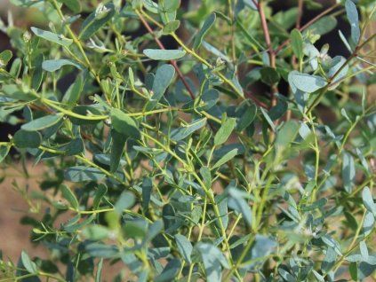 Blahovičník gunnii 'France Blue'  Eucalyptus gunnii 'France Blue'
