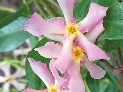 Jasmínovník vonný 'Pink Showers'  Trachelospermum jasminoides 'Pink Showers'