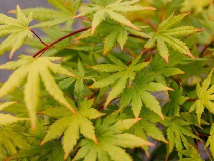 Javor dlanitolistý 'Cascade Citrine'  Acer palmatum 'Cascade Citrine'