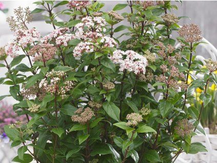Kalina modroplodá 'Spirit'  Viburnum tinus'Spirit'