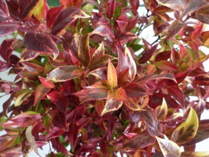 Leucotoe 'Carnaval'  Leucothoe 'Carnaval'